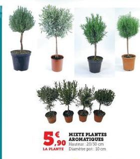 plantes aromatiques 