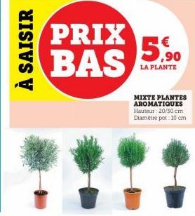 plantes aromatiques 