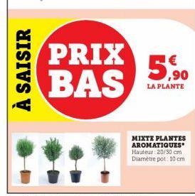 plantes aromatiques 