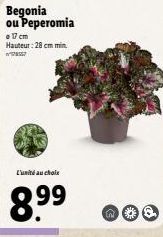 Begonia ou Peperomia  o 17 cm Hauteur: 28 cm min w778557  L'unité au choix  8.9⁹9⁹  N 