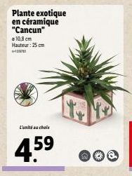 Plante exotique en céramique "Cancun"  10,8 cm Hauteur: 25 cm -109781  L'unité au choix  4.59 