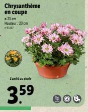 Chrysanthème en coupe 23 cm Hauteur: 23 cm 52207  L'unité au choix  3.5⁹  8. 