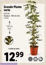 grande plante verte  o 21 cm  hauteur: 130 cm min.  51286  130 cm min  l'unité au choix  12.9⁹9⁹ 