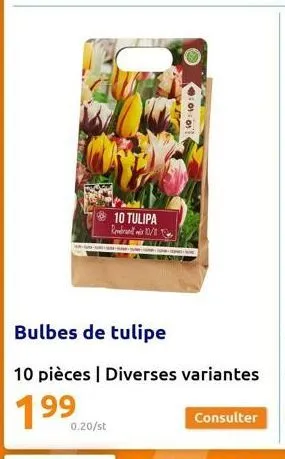 10 tulipa rembra 10/1  0.20/st  oror!  consulter 