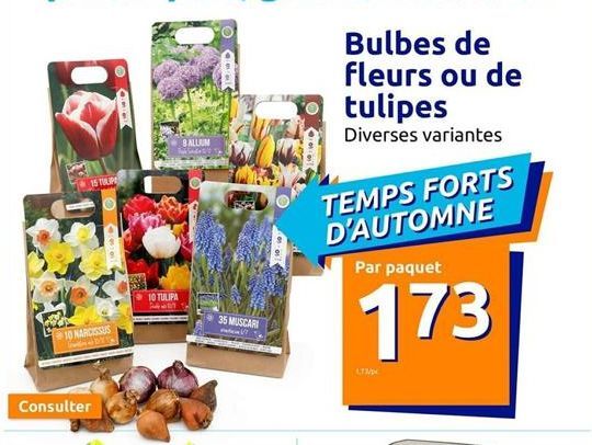 15 TIP  10 NARCISSUS  Consulter  10 TULIPA  A  8 ALLUM  35 MUSCARI  Bulbes de fleurs ou de tulipes  Diverses variantes  TEMPS FORTS D'AUTOMNE  Par paquet  173  LT3/p 