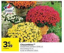 FLEURS  DE FRANCE  349  La plante  Chrysantheme"  Pomponnette diamètre 30/40 cm  Pot diamètre 15 cm Existe en différents coloris 