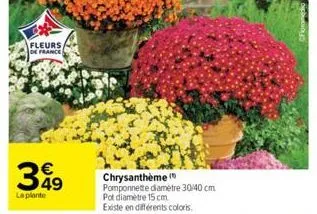 fleurs de france  349  la plante  chrysanthème  pomponnette diamètre 30/40 cm  pot diamètre 15 cm  existe en différents coloris. 