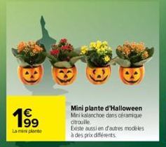 1⁹9  La mini plante  Mini plante d'Halloween Mini kalanchoe dans céramique citrouille  Existe aussi en d'autres modeles à des prix différents. 