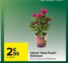 2.9⁹  la close  célosie "deep purple" halloween  ⓒ 12 cm dans pot halloween. 
