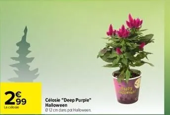 2⁹9  la close  célosie "deep purple" halloween  ⓒ12 cm dans pot halloween.  happy weat 