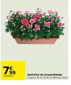 1999  La jardine  Jardinière de chrysanthèmes Longueur 40 cm. Existe en différents coloris. 