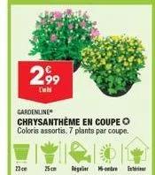 gardenline  chrysanthème en coupe coloris assortis. 7 plants par coupe.  13  2,99  l'  25 cm  regler-ret 