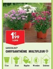 13 cm  199  La  GARDENLINE  CHRYSANTHÈME MULTIFLEUR  25ce Regre Ext 