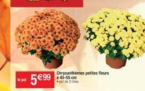 5€ 99  Chrysanthèmes petites fleurs 45-55 cm 