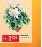 3€50  Cyclamens  10 
