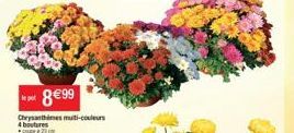 ***8€99  Chrysanthimes multi-couleurs 4 boutures 