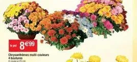 ***8€99  chrysanthimes multi-couleurs 4 boutures 
