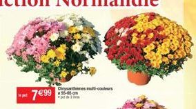 7€99  Chrysanthimes multi-couleurs 