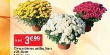 pet  3 € 99  Chrysanthemes petites fleurs 25-35 cm  