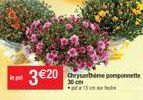 3 €20  Chrysantheme pomponnette 30 cm 