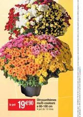 19€90  Chrysanthems multi-couleurs 80-100 cm 10 