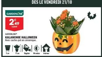 gardenline  249  اسامها  gardenline  kalanchoe halloween avec cache-pot en céramique.  17cm regulier m-brer 