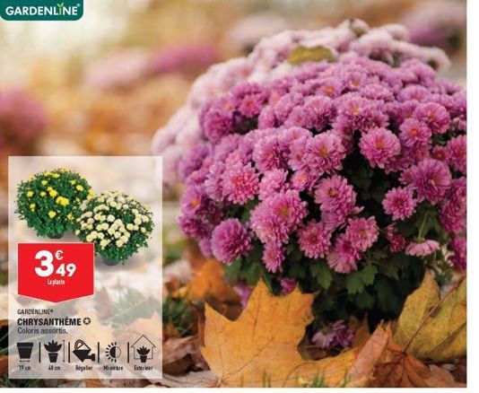 GARDENLINE  349  Lalat  GARDENLINE  CHRYSANTHÈME Coloris assortis.  19cm  48  Rigler Mar  Exterier 