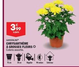 3,99  La plat  GARDENLINE CHRYSANTHÈME  À GROSSES FLEURS Ⓒ  Coloris assortis.  15cm 15cm Regulier More Ex 