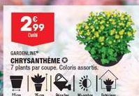 2,⁹9  Dan  11mm  GARDENLINE CHRYSANTHEME  7 plants par coupe. Coloris assortis  Exteri 