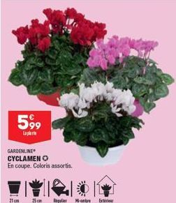 cyclamen 