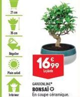 21m  35cm  Abselint  Plein sol  In  1699  La plat  GARDENLINE BONSAÏ  En coupe céramique. 