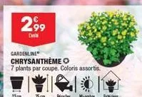 2,⁹9  dan  11mm  gardenline chrysantheme  7 plants par coupe. coloris assortis  exteri 