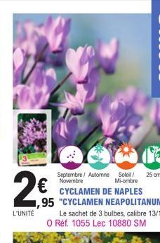 2€  L'UNITÉ  Septembre / Automne Soleil/ Novembre Mi-ombre CYCLAMEN DE NAPLES ,95 "CYCLAMEN NEAPOLITANUM"  Le sachet de 3 bulbes, calibre 13/15. O Réf. 1055 Lec 10880 SM  25 cm 