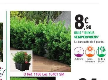 o ref. 1166 lec 10401 sm  € ,90  buis" buxus sempervirens"  la barquette de 6 plants.  automne soleil/ de 40 à mi-ombre 80 cm. 