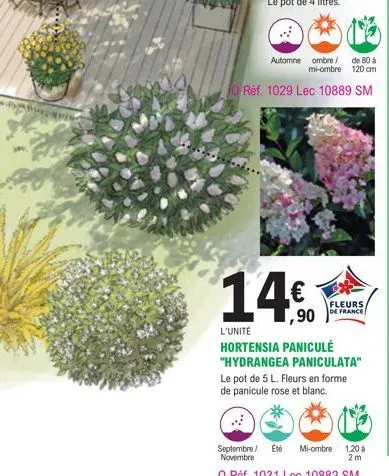 fo  14€  automne ombre/ de 80 à mi-ombre 120 cm  ref. 1029 lec 10889 sm  fleurs de france  l'unité  hortensia paniculé "hydrangea paniculata"  le pot de 5 l. fleurs en forme de panicule rose et blanc.