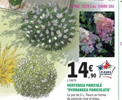 fo  14€  fleurs de france  l'unité  hortensia paniculé "hydrangea paniculata"  le pot de 5 l. fleurs en forme de panicule rose et blanc.  