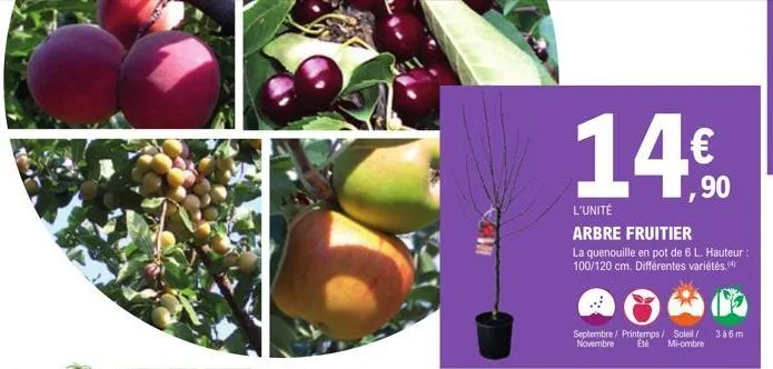 l€  l'unité  arbre fruitier  la quenouille en pot de 6 l. hauteur : 100/120 cm. différentes variétés.(4)  ,90 