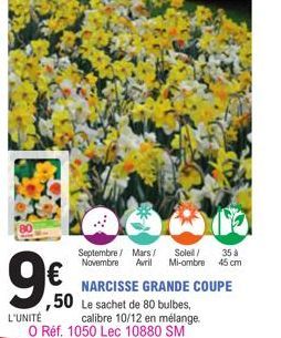 9€0  L'UNITÉ  35 à  Septembre / Mars/ Soleil/ Novembre Avril Mi-ombre 45cm  NARCISSE GRANDE COUPE ,50 Le sachet de 80 bulbes,  calibre 10/12 en mélange. O Réf. 1050 Lec 10880 SM 