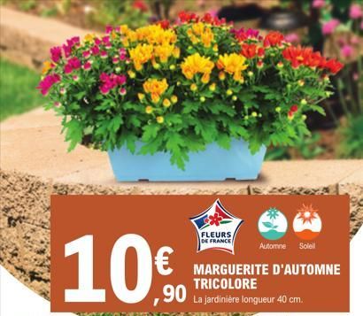 10€  FLEURS  DE FRANCE  Automne Soleil  MARGUERITE D'AUTOMNE  TRICOLORE  La jardinière longueur 40 cm.  
