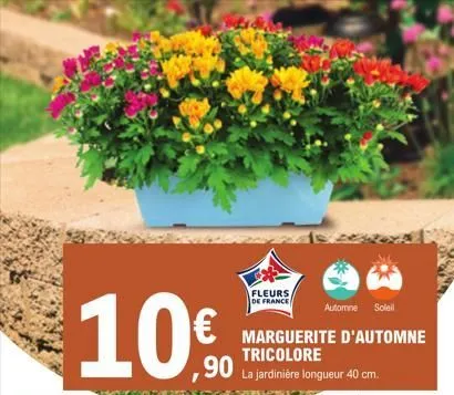 10€  fleurs  de france  automne soleil  marguerite d'automne  tricolore  la jardinière longueur 40 cm.  