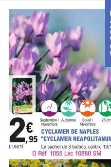 2€  l'unité  septembre / automne soleil/ novembre mi-ombre cyclamen de naples ,95 "cyclamen neapolitanum"  le sachet de 3 bulbes, calibre 13/15. o réf. 1055 lec 10880 sm  25 cm 