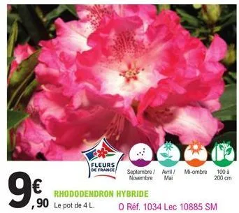 fleurs  de france septembre/ avril mi-ombre novembre mai  rhododendron hybride  90 le pot de 4 l.  100 à 200 cm  o réf. 1034 lec 10885 sm 