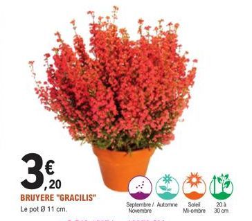 € ,20 BRUYERE "GRACILIS"  Le pot Ø 11 cm.  Septembre / Automne Soleil Novembre  Mi-ombre  20 à 30 cm 