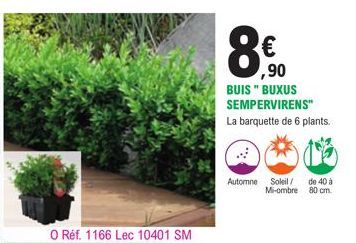O Ref. 1166 Lec 10401 SM  € ,90  BUIS" BUXUS SEMPERVIRENS"  La barquette de 6 plants.  Automne Soleil/ de 40 à Mi-ombre 80 cm. 