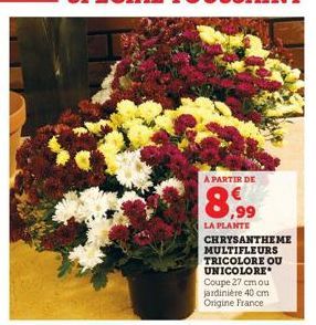 A PARTIR DE  8,99  LA PLANTE  CHRYSANTHEME MULTIFLEURS 