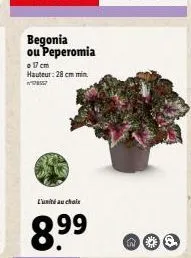 begonia ou peperomia  o 17 cm hauteur: 28 cm min w778557  l'unité au choix  8.9⁹9⁹  n 
