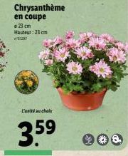 Chrysanthème en coupe 23 cm Hauteur: 23 cm 52207  L'unité au choix  3.5⁹  8. 