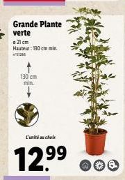 Grande Plante verte  o 21 cm  Hauteur: 130 cm min.  51286  130 cm min  L'unité au choix  12.9⁹9⁹ 