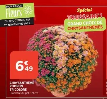 mon rayon  fleurs  du 19 octobre au 1er novembre 2022  6%9  chrysanthème pompon tricolore  diamètre du pot : 19 cm  spécial toussaint! grand choix de chrysanthèmes  
