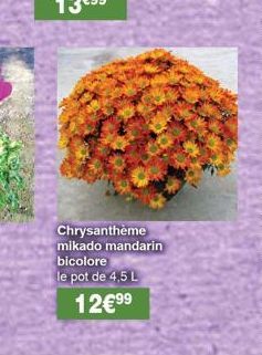 Chrysantheme mikado mandarin  bicolore le pot de 4,5 L  12€9⁹ 